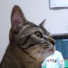 nene0730's profile picture