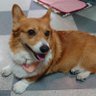 ぷーちゃん's profile picture