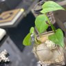zayzafona🇸🇦 profil fotoğrafı