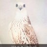 دارت الايام 👋's profile picture
