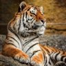 Lord Xavier 🐅's profile picture