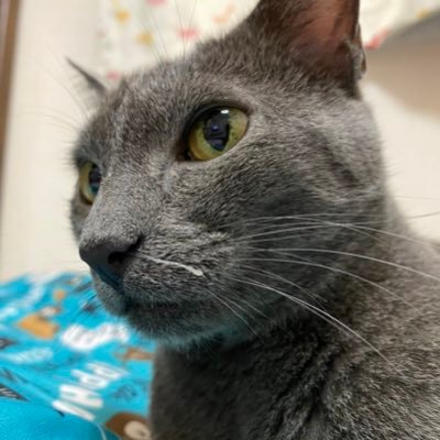 chirocooluqu's profile picture