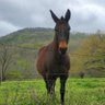 Davi Bluegrass's profile picture