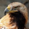 Profilbild von Alban K