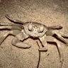 Profilbild von Laughing Crab