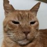 coco's profile picture