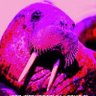 MiSTer Walrus's profile picture