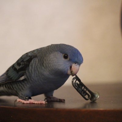 🐦なみママ💙's profile picture