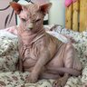 Cat Daddy's profile picture