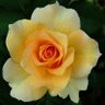 Tulin Uyguner's profile picture