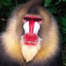 99Red-Baboons-Go-Sigh #ABC profil fotoğrafı