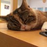 Profilbild von Straycat0320