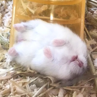 sonar's profile picture