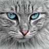 Lucía 🦉 profil fotoğrafı