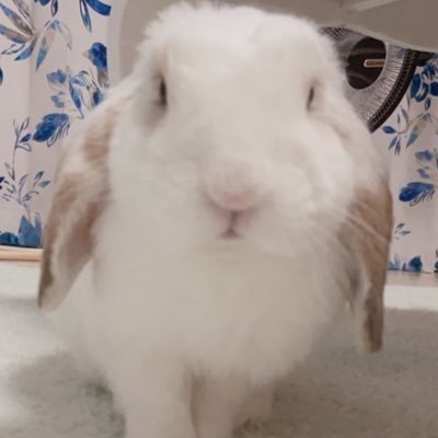 𝚔𝚞𝚛𝚞𝚖𝚒's profile picture