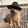 Profilbild von David Rimmer