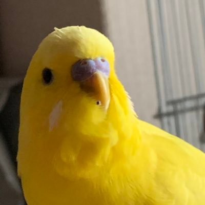 大和's profile picture