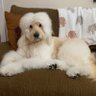 DoodleMom's profile picture