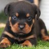 Rottweiler love 的头像