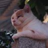 Aliff Aufa's profile picture