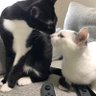 mint's profile picture