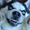 Buzzabub's profile picture