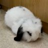 Profilbild von RabBitcoin ⚡️