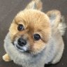 ぶりりん profil fotoğrafı