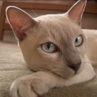澄田喜広　古本よみた屋　＠吉祥寺's profile picture
