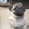 Алсот profil fotoğrafı