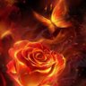 Rose 的头像