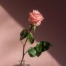 Sunny Ma's profile picture