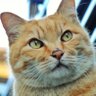 ファウスト・パンツァー 的头像