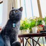 喵星球's profile picture