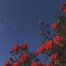 Eden 🥀's profile picture