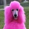 Poodle Pink ็ๅคดๅ
