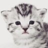 BlueeMeh๐Kitten's profile picture