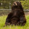 Фото профиля Bernie Bear