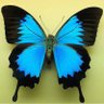 🦋's profile picture