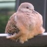 MANAO🕊️🌿 profil fotoğrafı