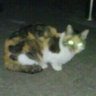 しろっぴ ♻️🦇🦭👻🈁 profil fotoğrafı