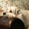 Mimi Life's profile picture