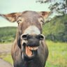 HellsBells profil fotoğrafı