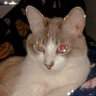Avaliadorah's profile picture