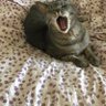 bunnie's profile picture