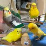 Фото профиля キイロノインコ