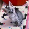りん's profile picture
