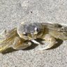 Ghost crab 的头像