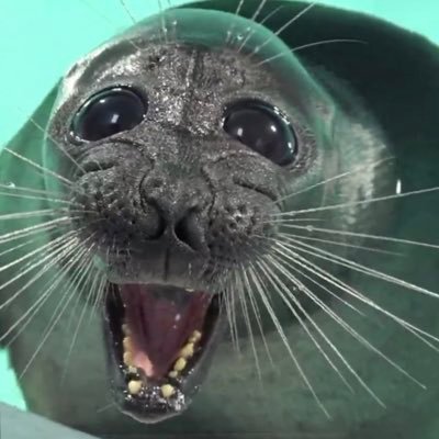滋賀県立琵琶湖博物館【公式】's profile picture