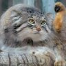 くろねこ profil fotoğrafı